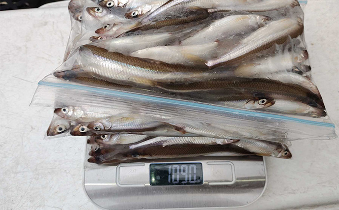 西湖のボートワカサギ釣りで良型交じりに183尾キャッチ！【山梨】群れを追って晩秋の湖を攻略