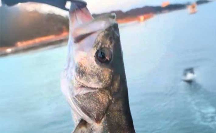 天草エリアのシーバスゲームで60cm級をキャッチ！【熊本】エギングでは