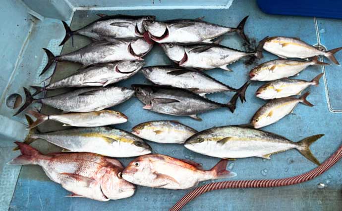 【沖釣り釣果速報】ヒラマサがドーン！平戸沖のジギング＆キャスティングで20kg超え浮上（長崎・佐賀）