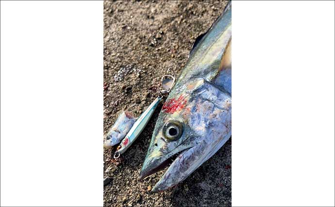 午後の時合いにサゴシ5連発！【大阪南港魚つり園】メタルジグ速巻きに好反応