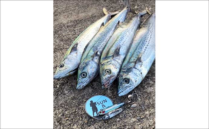 午後の時合いにサゴシ5連発！【大阪南港魚つり園】メタルジグ速巻きに好反応