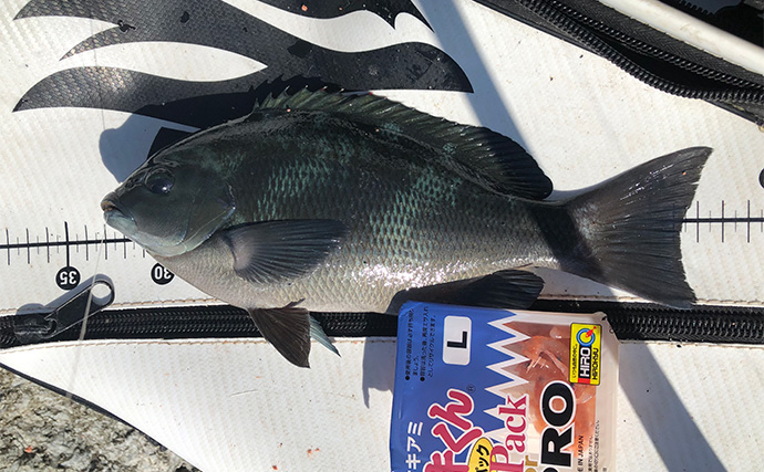 「秋磯の海中はまだまだ冬遠し？」磯フカセ釣りでアイゴの邪魔をかわして30cm級グレを拾い釣り