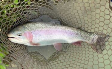 難関管理釣り場をフライフィッシングで攻略！『鹿島槍ガーデン』で55cm…