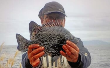 東伊豆・大難の石物釣りで1kg級イシガキダイをキャッチ【静岡】サザエに…