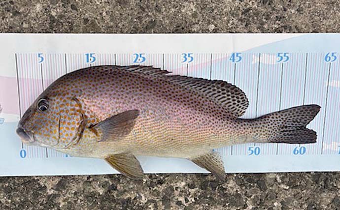 「思わぬ大物がヒット！」メジナ狙いのフカセ釣りで64.5cmのコロダイ降臨【西伊豆・仁科漁港】