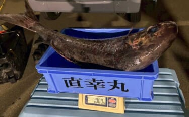 浦島グリのメダイ釣りで11.6kgの大型降臨！【福井】本命16匹＆マダ…
