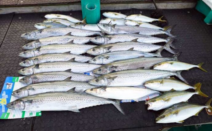 【沖のルアー釣果速報】鳥羽沖キャスティングで船中サワラ15匹！イナダも連発の青物祭り（三重）