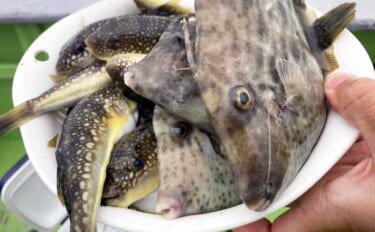 秋の船カワハギ釣りで本命と対面成功【愛知・おざき丸】ゼロテンション後の…