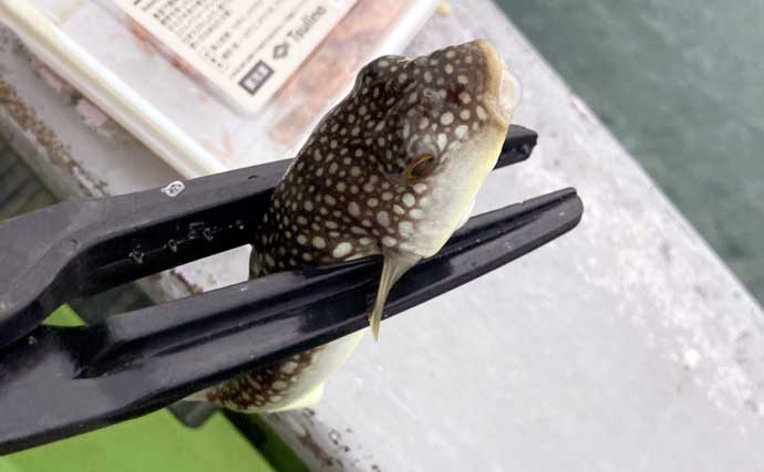 秋の船カワハギ釣りで本命と対面成功【愛知・おざき丸】ゼロテンション後の空アワセで連発