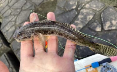 穴釣りで20cm大ハゼが登場！【三重・長良川河口】19cmウロハゼも顔…