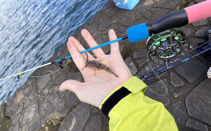 穴釣りで20cm大ハゼが登場！【三重・長良川河口】19cmウロハゼも顔見せ