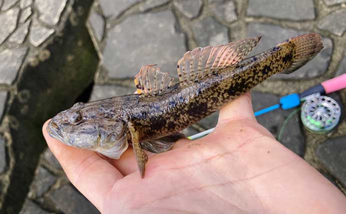穴釣りで20cm大ハゼが登場！【三重・長良川河口】19cmウロハゼも顔見せ
