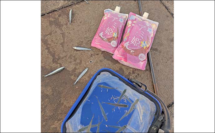 早川港のサビキ釣りでトウゴロウイワシ爆釣！【神奈川】朝イチ1時間で62尾を手中