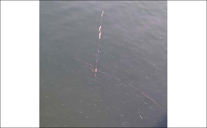 早川港のサビキ釣りでトウゴロウイワシ爆釣！【神奈川】朝イチ1時間で62尾を手中