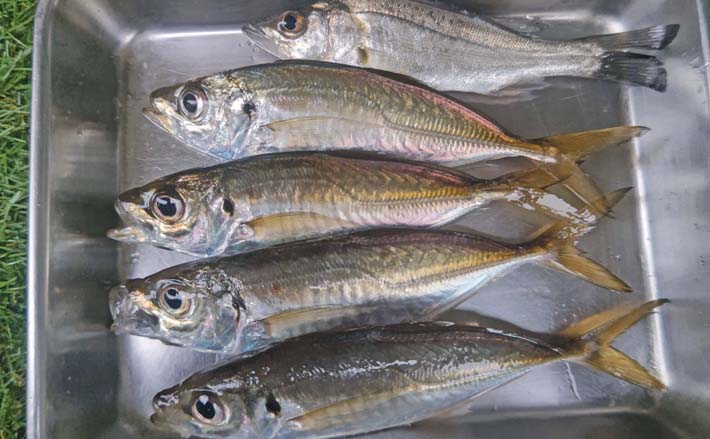 木更津港のサビキ釣りでラスト1時間にアジ回遊！【千葉】悪天候を耐え