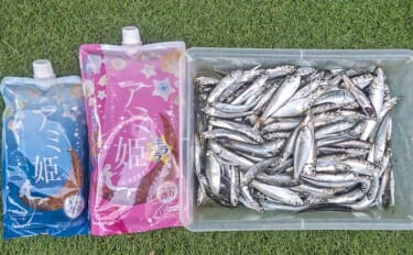 検見川浜突堤のサビキ釣りでカタクチイワシ100尾超え！【千葉】サッパや…