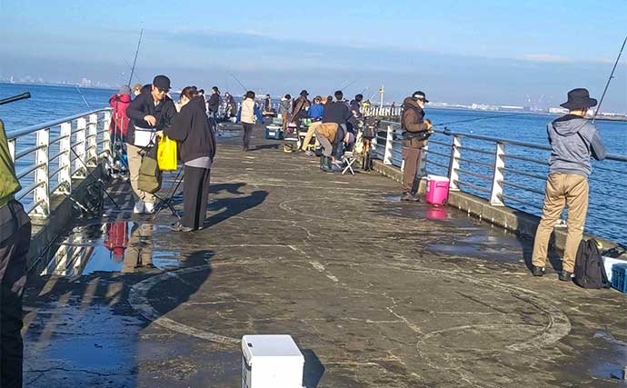 検見川浜突堤のサビキ釣りでカタクチイワシ100尾超え！【千葉】サッパやマイワシもヒット