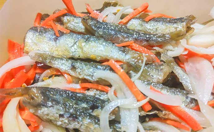 検見川浜突堤のサビキ釣りでカタクチイワシ100尾超え！【千葉】サッパやマイワシもヒット