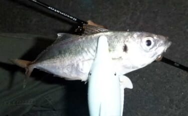 これから始めるアジング講座：失敗しないタックル・ライン・操作の基礎をや…