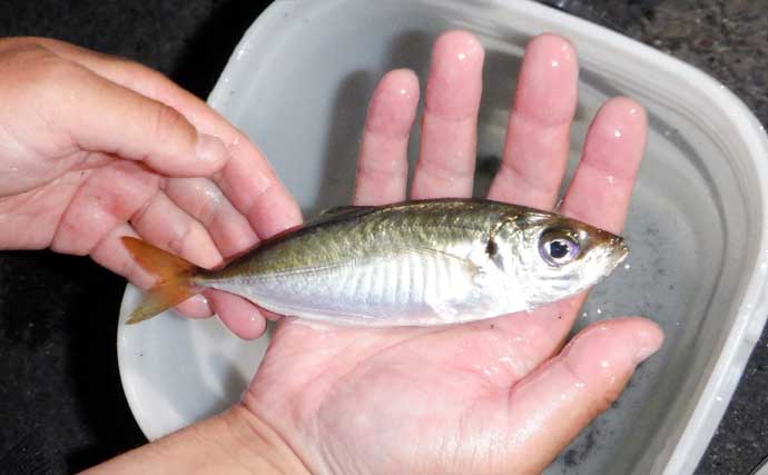 これから始めるアジング講座：失敗しないタックル・ライン・操作の基礎をやさしく解説