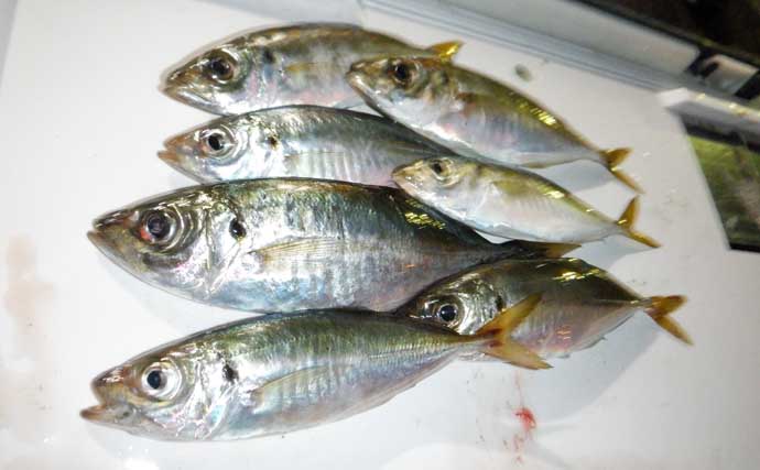 これから始めるアジング講座：失敗しないタックル・ライン・操作の基礎をやさしく解説