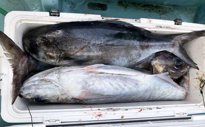 【沖釣り釣果速報】茱崎沖の中深海釣りでマダラ好食い！肉厚良型が続々浮上（北陸）
