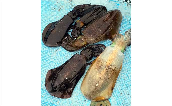 【沖のルアー釣果速報】志摩沖のトンジギで24.5kgタネトン降臨！（三重）