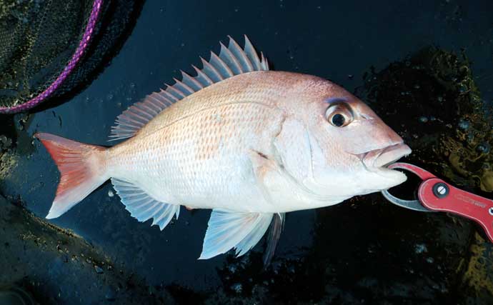 「これだけ覚えればOK！」秋タイラバ五目の攻め方・タックル選び・狙うレンジを詳しく解説