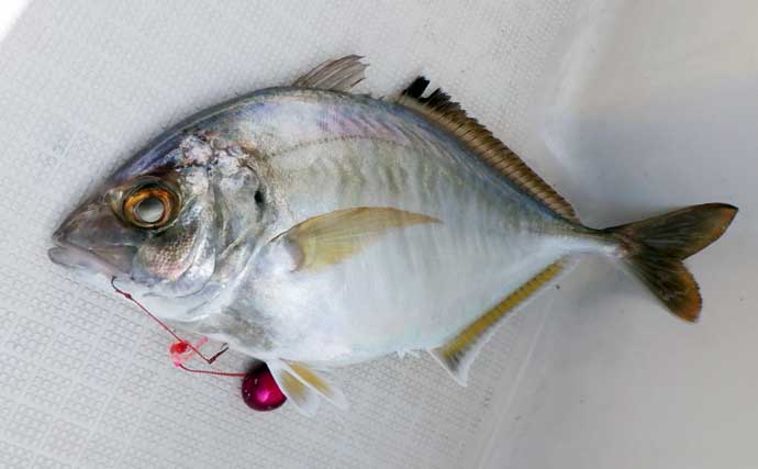 「これだけ覚えればOK！」秋タイラバ五目の攻め方・タックル選び・狙うレンジを詳しく解説