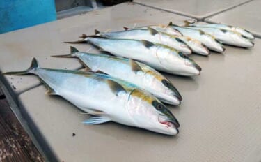 【沖釣り釣果速報】ヒラマサ8尾がズラリ！鷹島沖の落とし込み釣りで良型が…