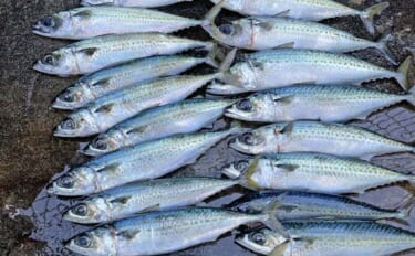 「渋い熱海港のサバを攻略！」サビキからフカセ釣りへの変更で連続ヒット【…