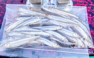 高滝湖のボートワカサギ釣りで39尾キャッチ【千葉】厳寒前で群れが薄く食…