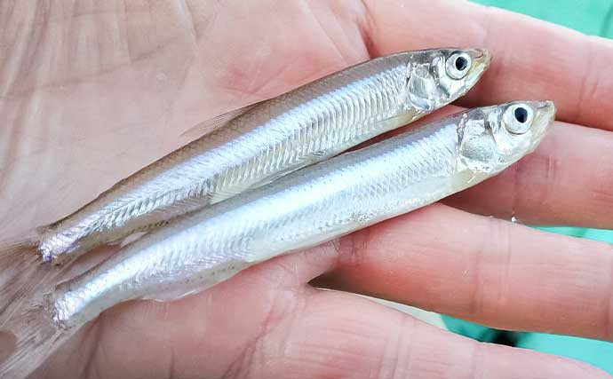 高滝湖のボートワカサギ釣りで39尾キャッチ【千葉】厳寒前で群れが薄く食いも渋め