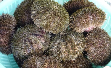 ＜ウニ＞が双子を作る仕組み明らかに！　100年以上の謎とされてきた歴史…