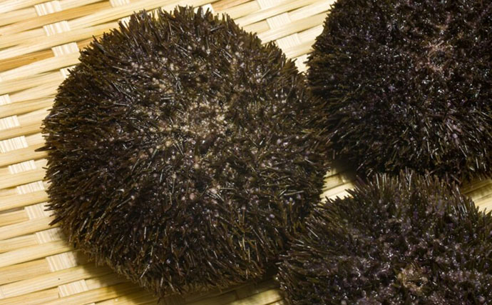 ＜ウニ＞が双子を作る仕組み明らかに！　100年以上の謎とされてきた歴史的発見