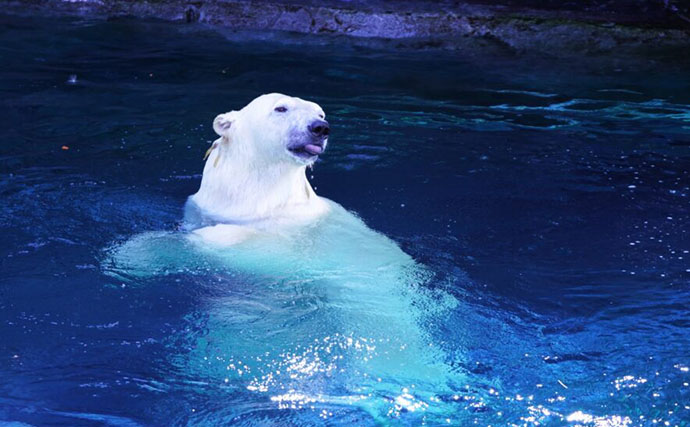 極寒の世界に住む哺乳類は巨大化する？　北極海にいるユニークな生き物たちを紹介