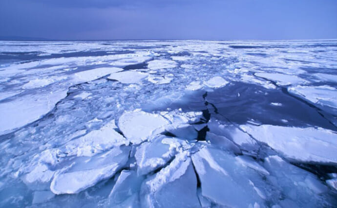 極寒の世界に住む哺乳類は巨大化する？　北極海にいるユニークな生き物たちを紹介