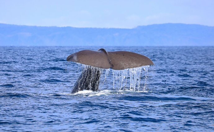 古代の巨大ザメ＜メガロドン＞の生存を脅かした古代生物　全長10m超のライバルたち