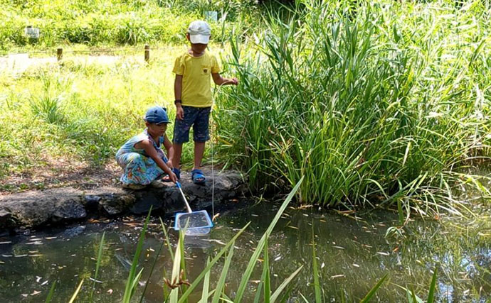 外来種＜アメリカザリガニ＞を美味しく食べるためのポイント　米国や中国ではごちそう！