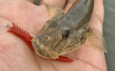 赤須賀漁港のちょい投げ釣りでハゼ20匹を手中【三重】パワーミニイソメに…