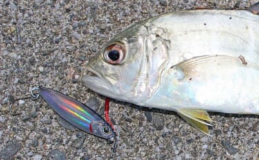 番匠川のメッキゲームで20cmを頭にツ抜け達成！【大分】メタルジグのた…