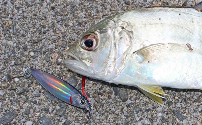 番匠川のメッキゲームで20cmを頭にツ抜け達成！【大分】メタルジグの