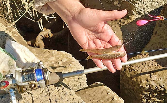 木曽川のハゼ釣りで44匹キャッチ【愛知】ウキ釣りとチョイ投げの二刀流で釣果を伸ばす