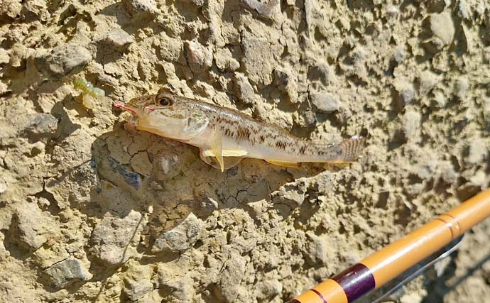 木曽川のハゼ釣りで44匹キャッチ【愛知】ウキ釣りとチョイ投げの二刀流で釣果を伸ばす