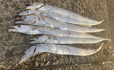 志賀島の陸っぱりワインドゲームでタチウオ連発の6尾達成【福岡】朝マズメ…