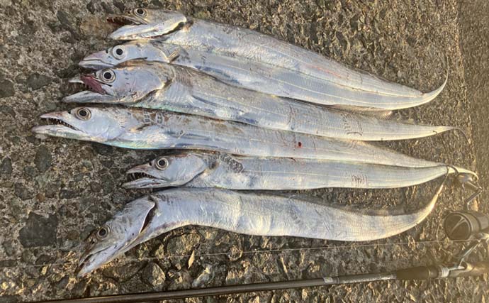 志賀島の陸っぱりワインドゲームでタチウオ連発の6尾達成【福岡】朝マズメの短い時合いに炸裂