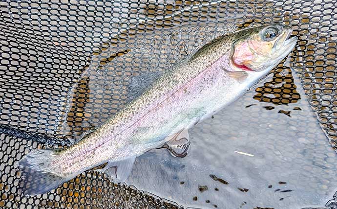 平谷湖フィッシングスポットのエリアトラウトでニジマス19匹手中【長野】クランクのデッドスローが鍵に