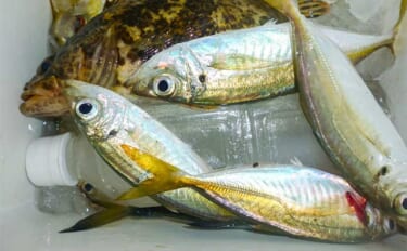 「メタルジグでアジが釣れる！？」鳥羽エリアのライトゲームで良型アジ＆根…