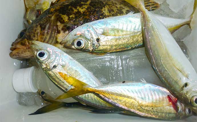 「メタルジグでアジが釣れる！？」鳥羽エリアのライトゲームで良型アジ＆根魚も好調【三重】