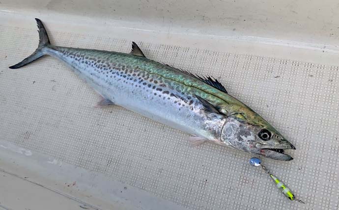 サワラキャスティングでサゴシ5連発！【三重】ナイトボートシーバスでは67cm頭に40匹超